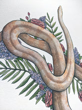 Load image into Gallery viewer, Whisper the Cornsnake